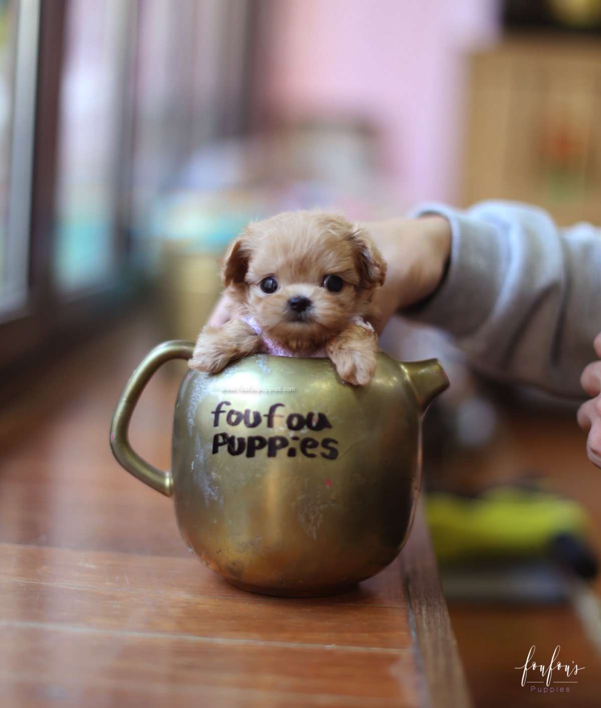 Duke - Maltipoo M.