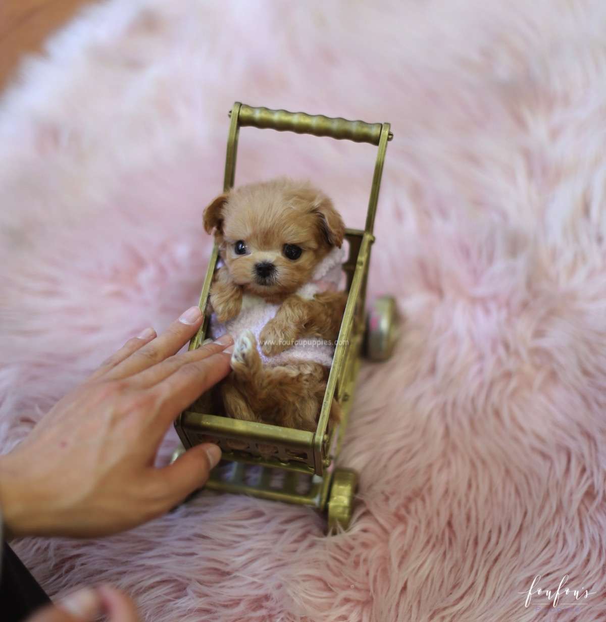 Duke - Maltipoo M.
