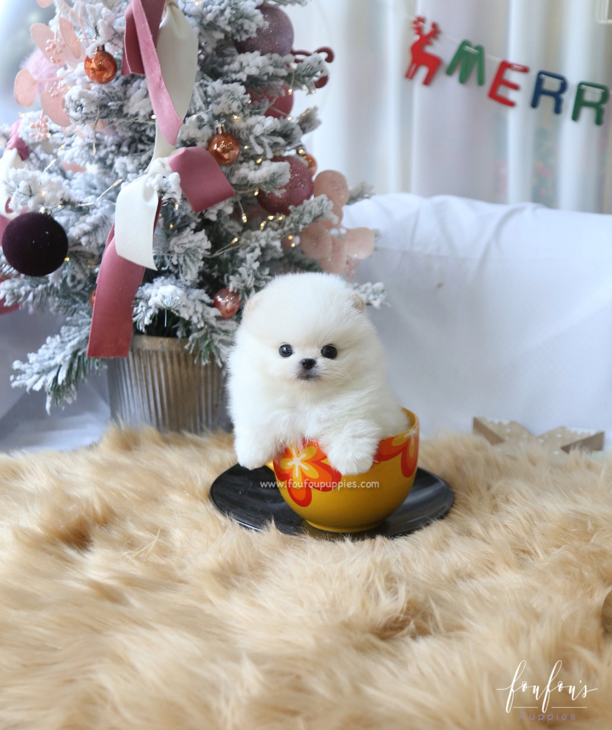 Milo - Pomeranian M.