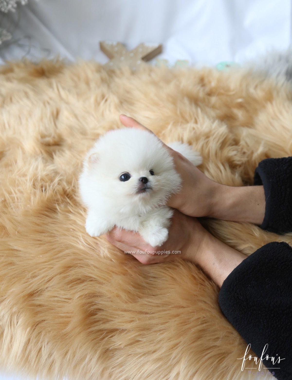 Milo - Pomeranian M.