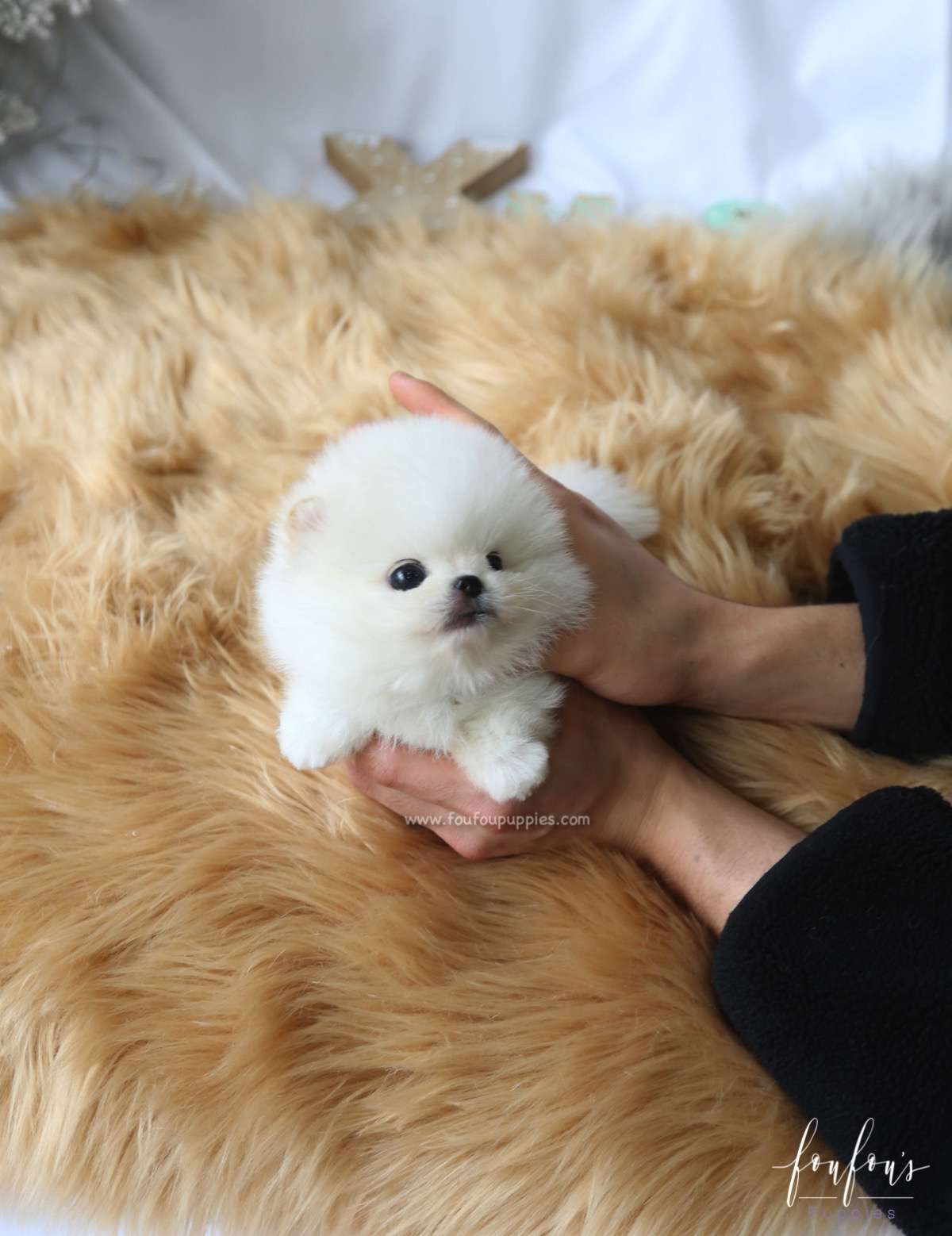 Milo - Pomeranian M.