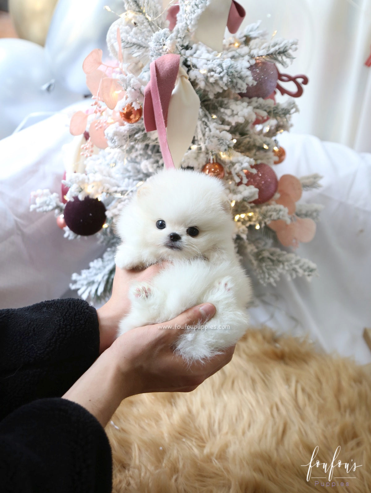 Milo - Pomeranian M.