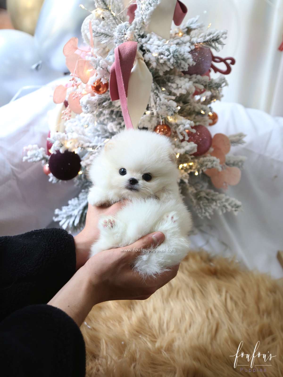 Milo - Pomeranian M.