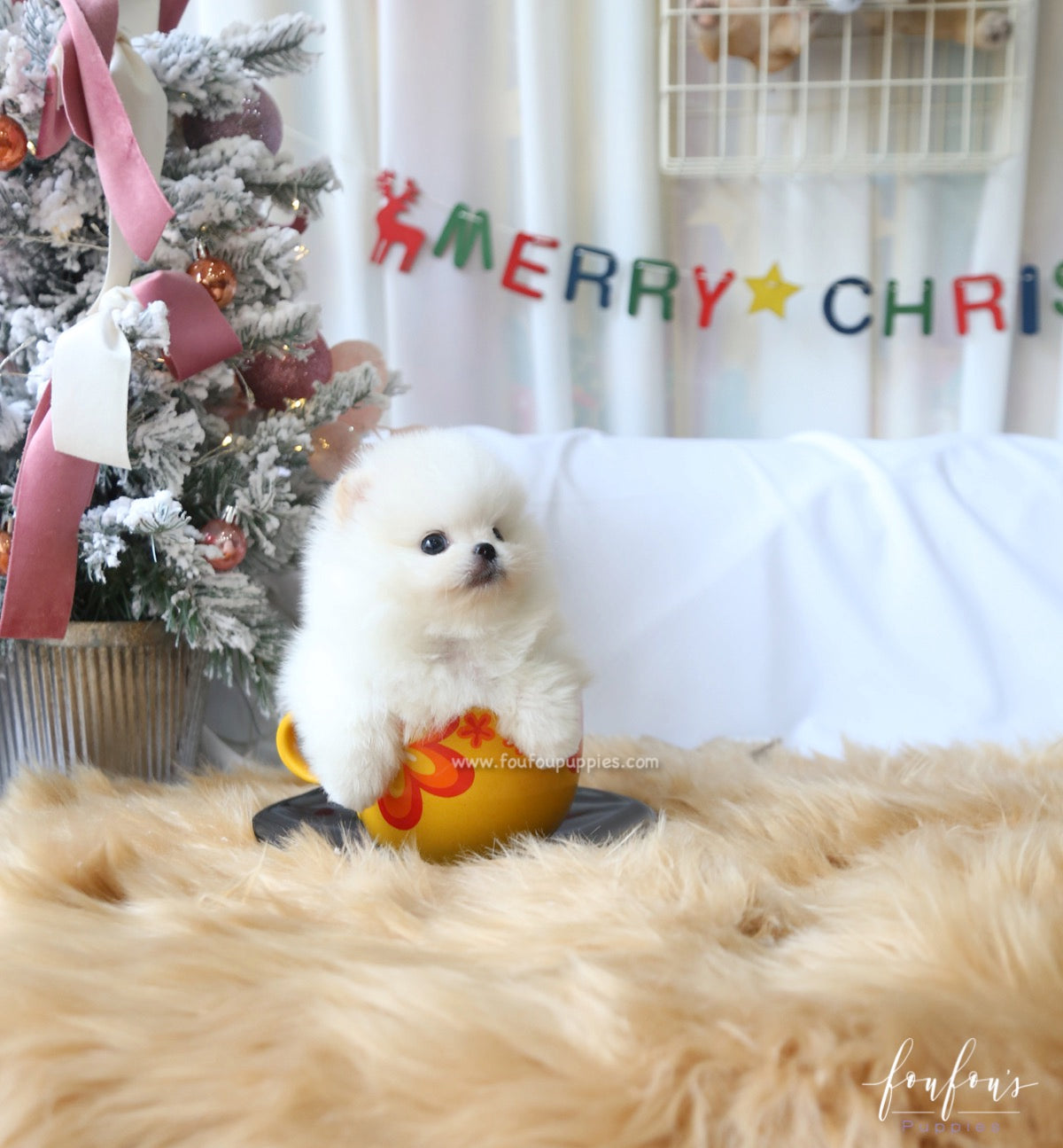 Milo - Pomeranian M.