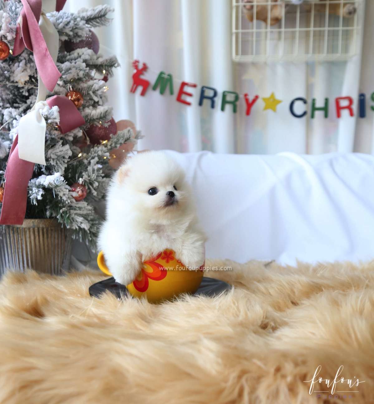 Milo - Pomeranian M.