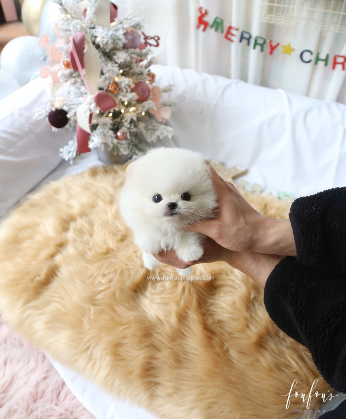 Milo - Pomeranian M.