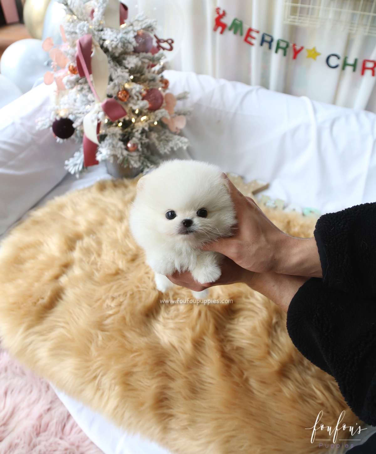 Milo - Pomeranian M.