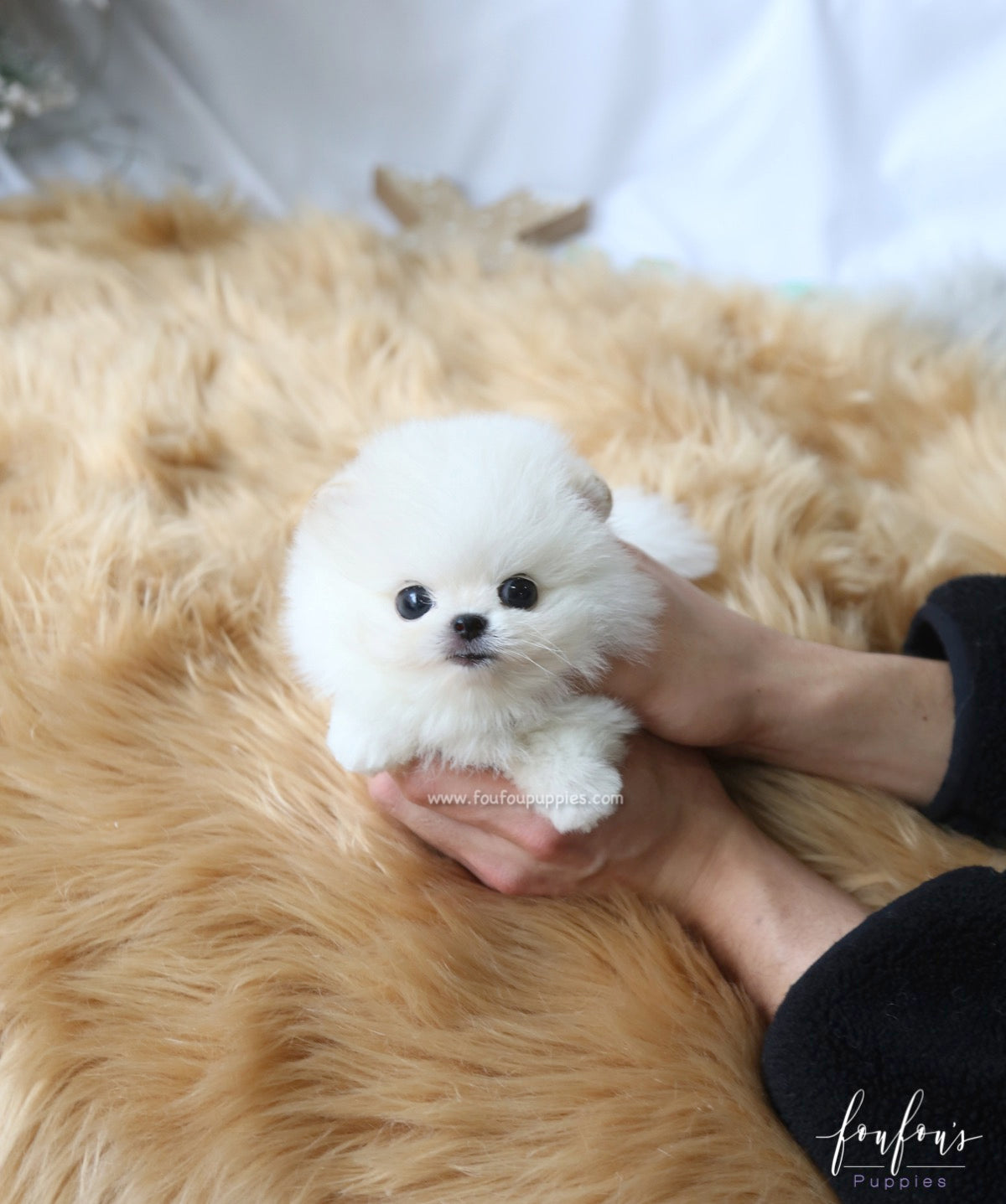 Milo - Pomeranian M.