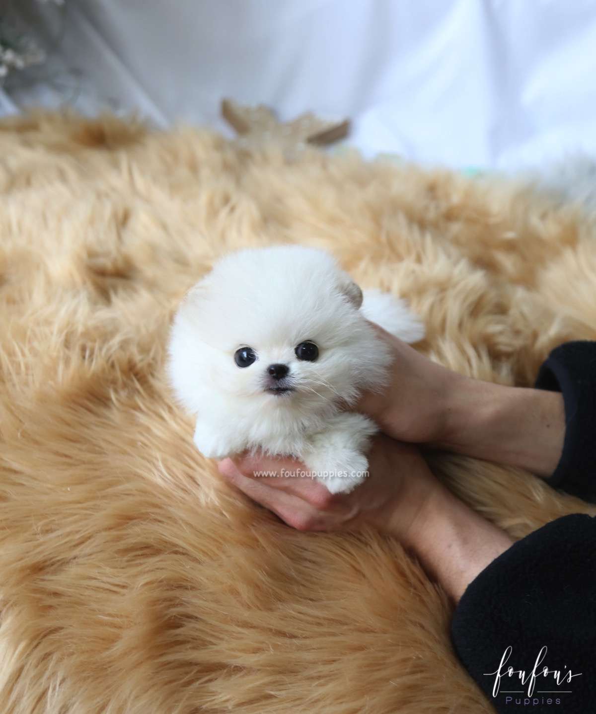 Milo - Pomeranian M.