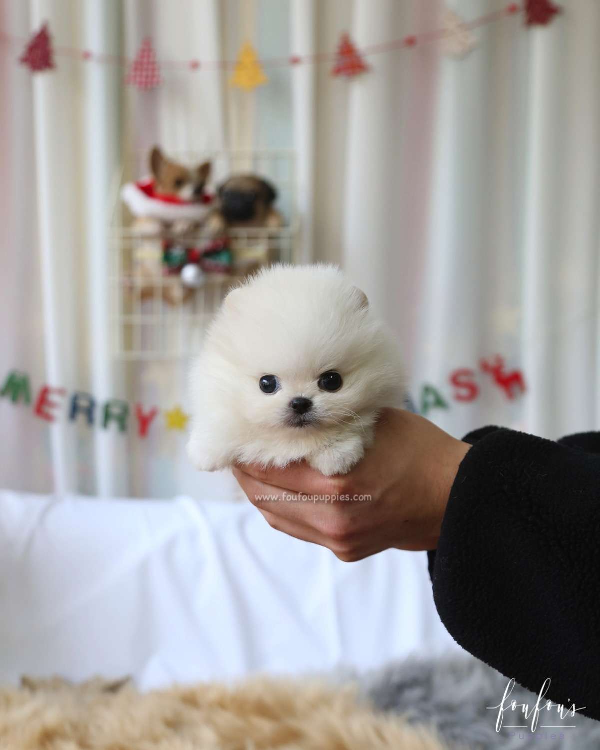 Milo - Pomeranian M.
