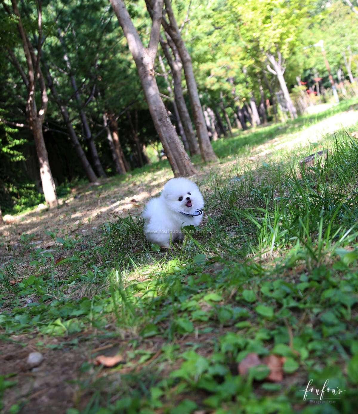 Joy - Pomeranian M.