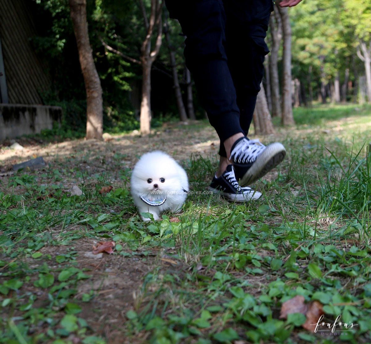 Joy - Pomeranian M.