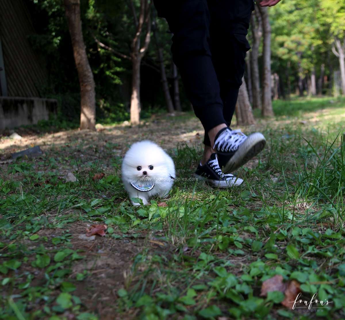Joy - Pomeranian M.