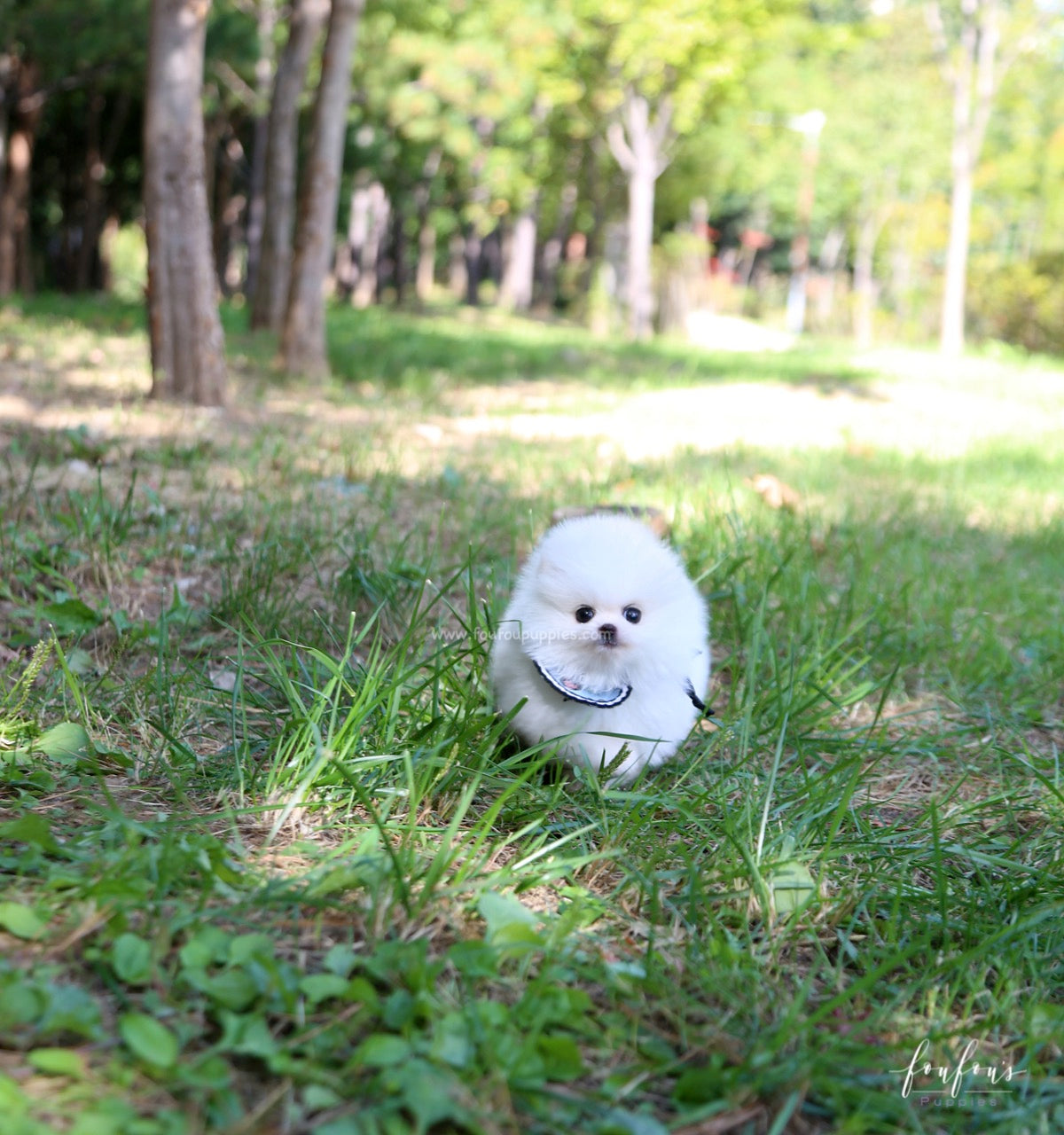 Joy - Pomeranian M.