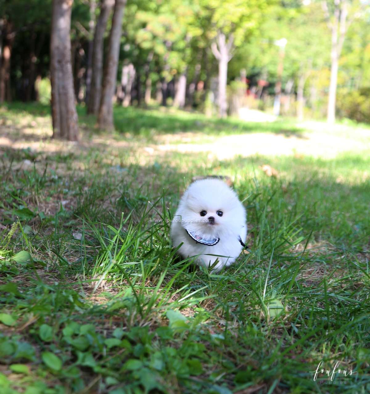 Joy - Pomeranian M.