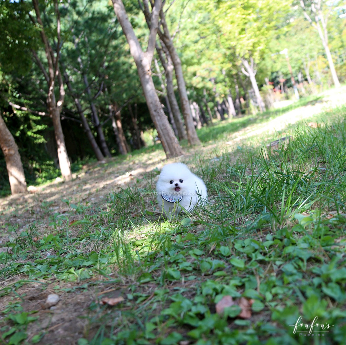 Joy - Pomeranian M.