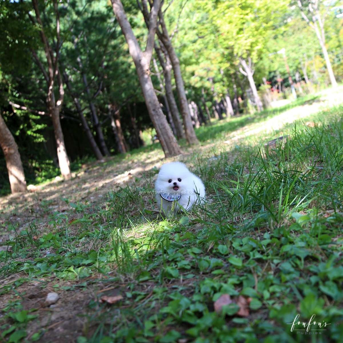 Joy - Pomeranian M.