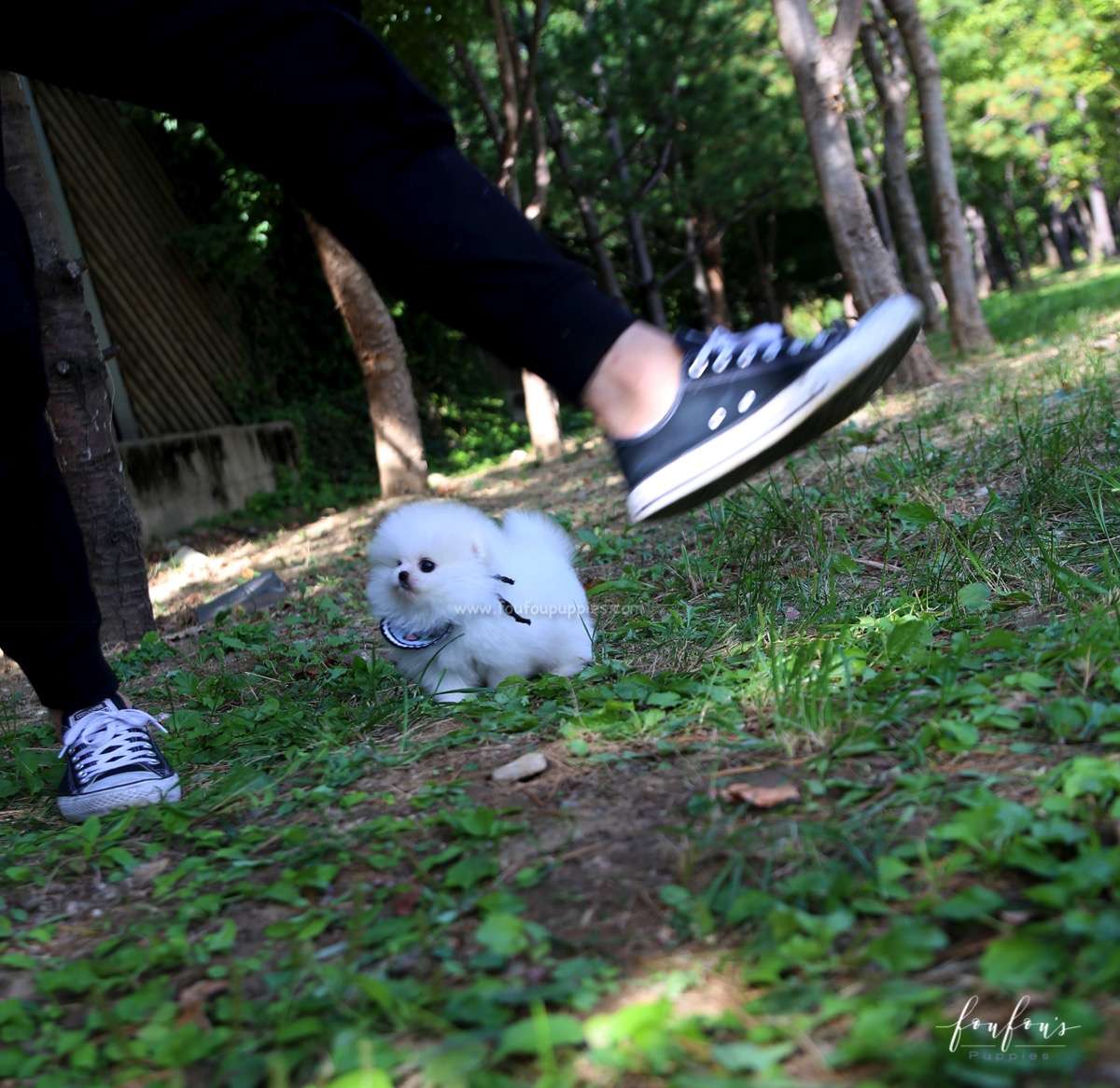 Joy - Pomeranian M.