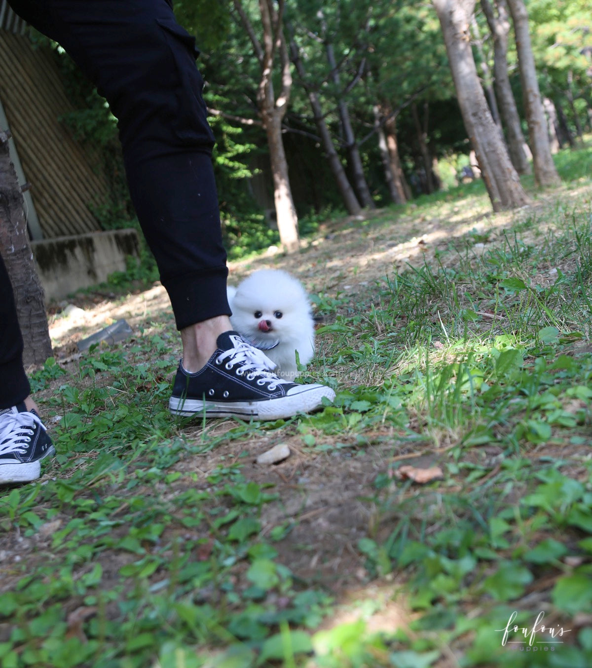 Joy - Pomeranian M.