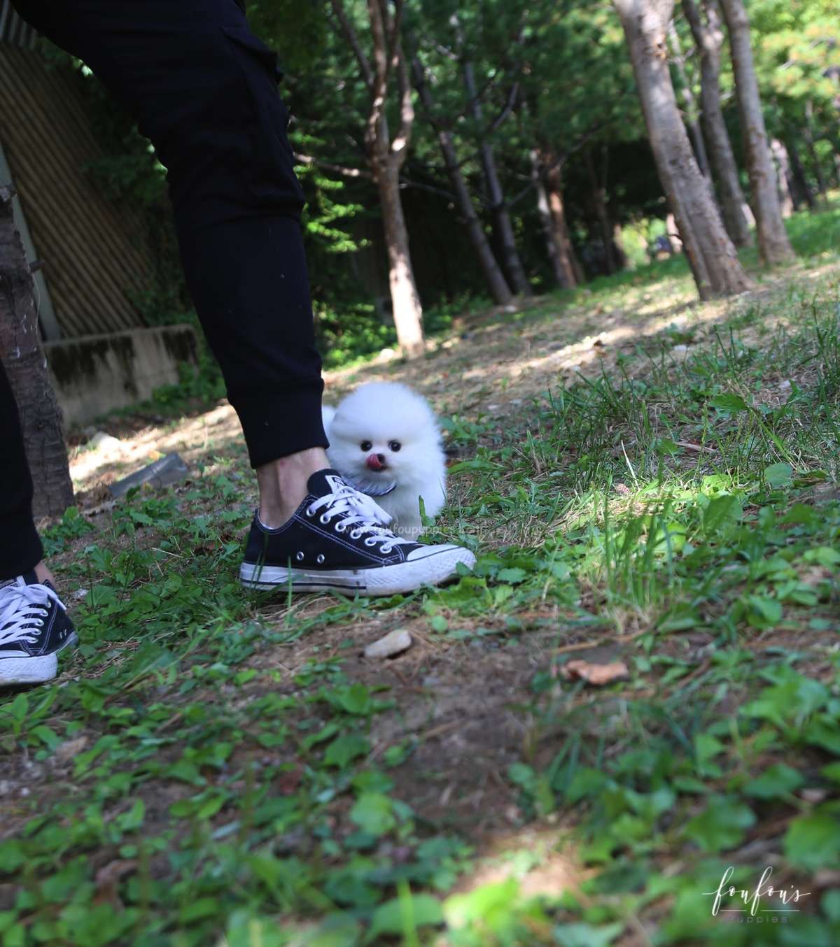 Joy - Pomeranian M.