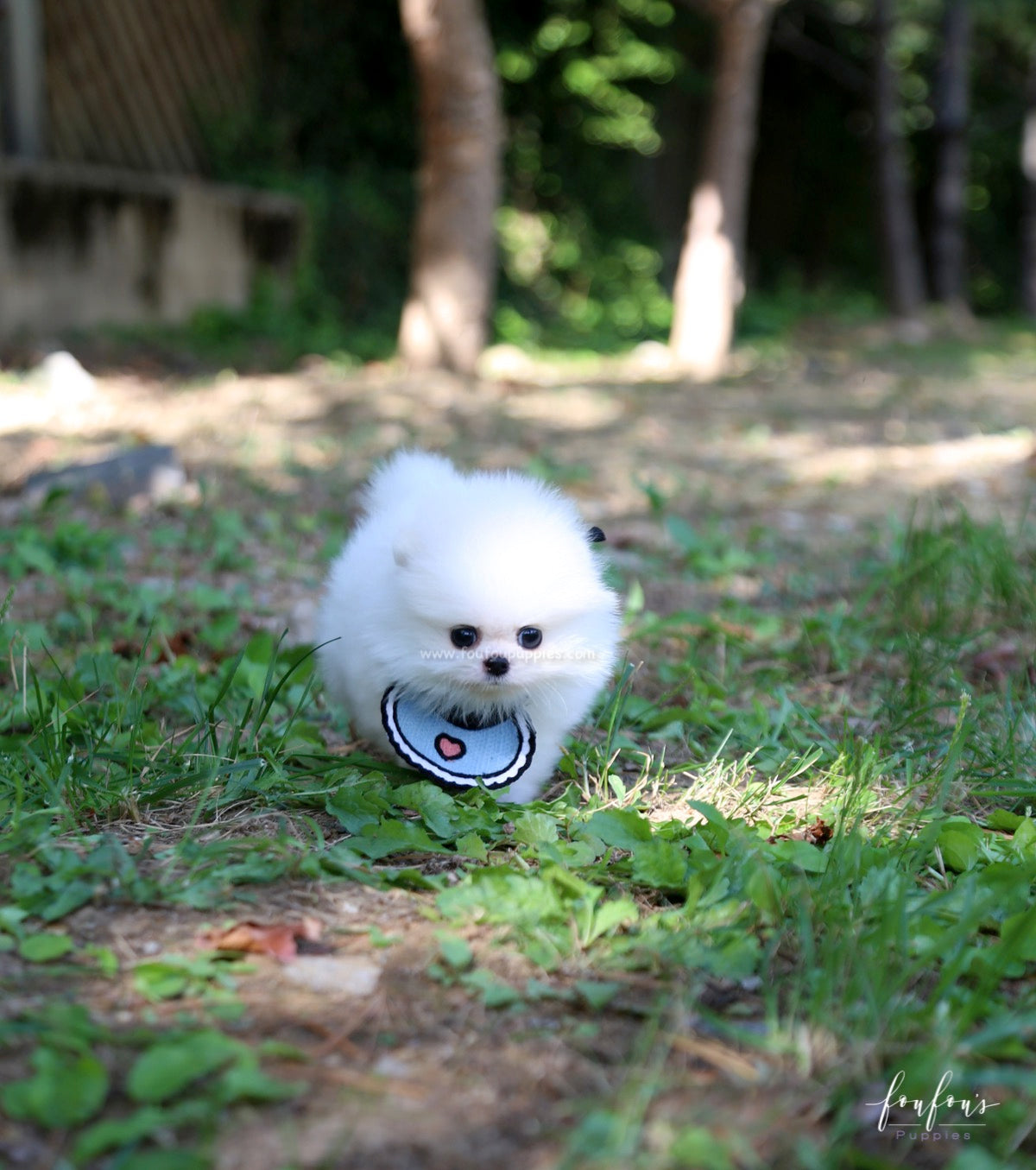 Joy - Pomeranian M.