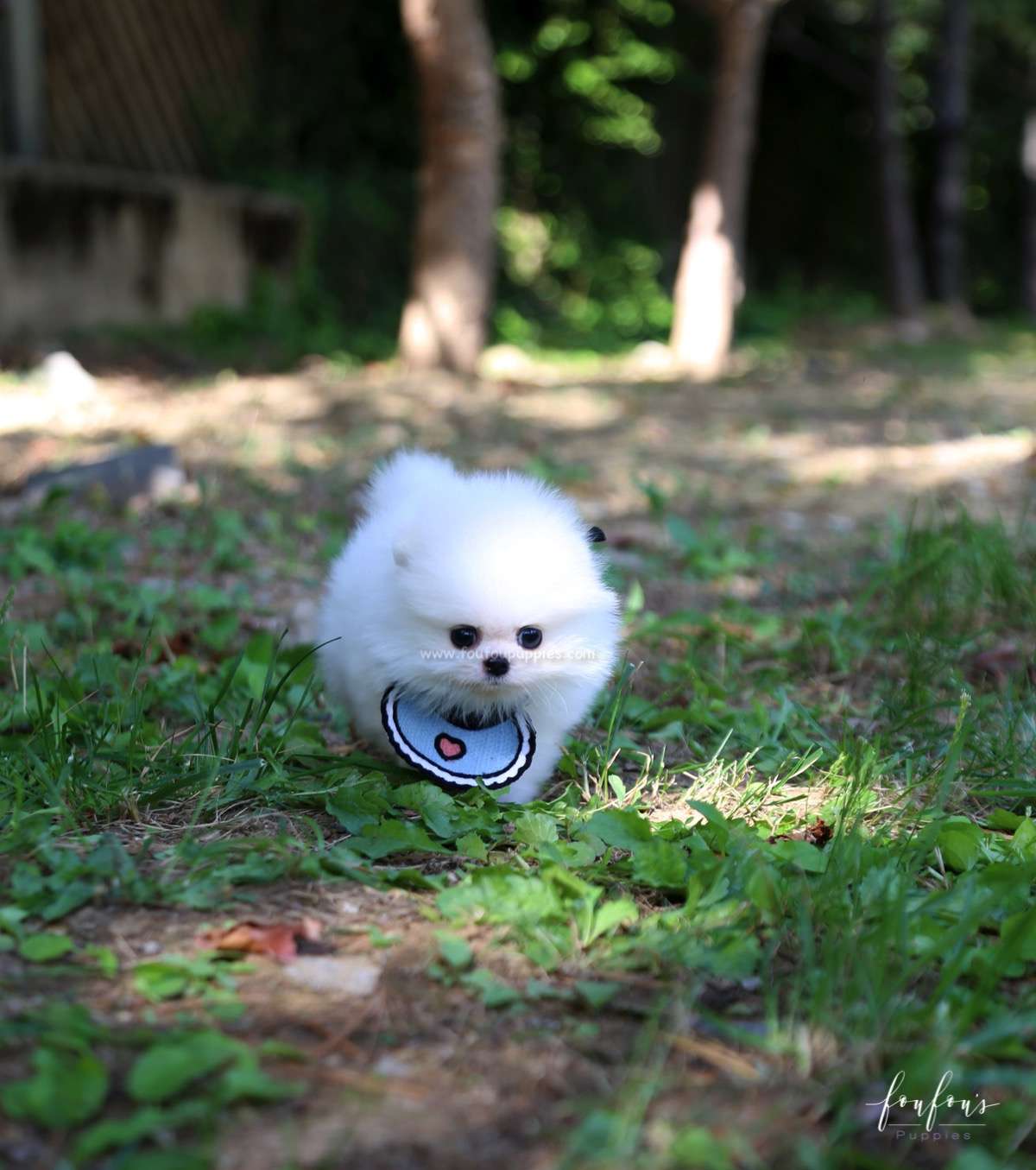 Joy - Pomeranian M.