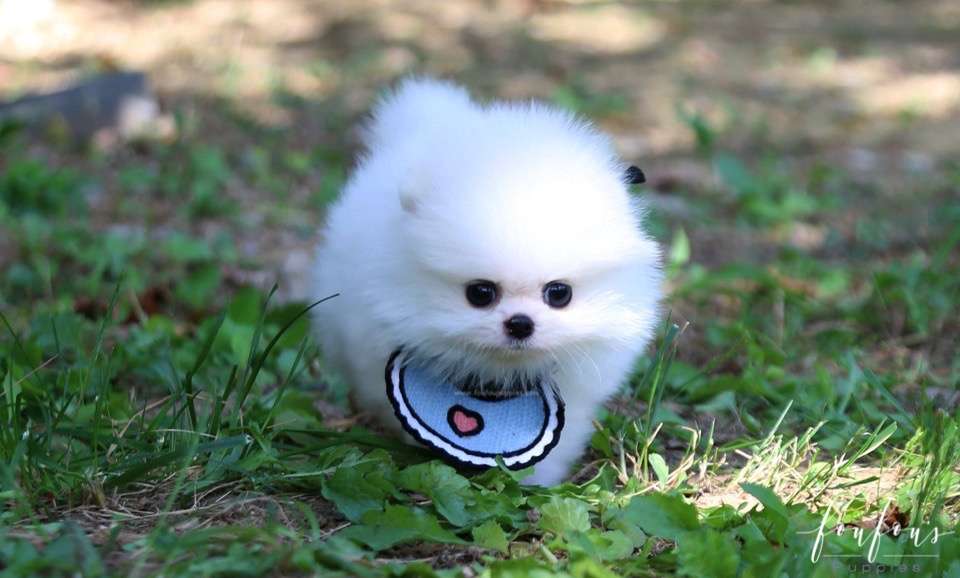 Joy - Pomeranian M.
