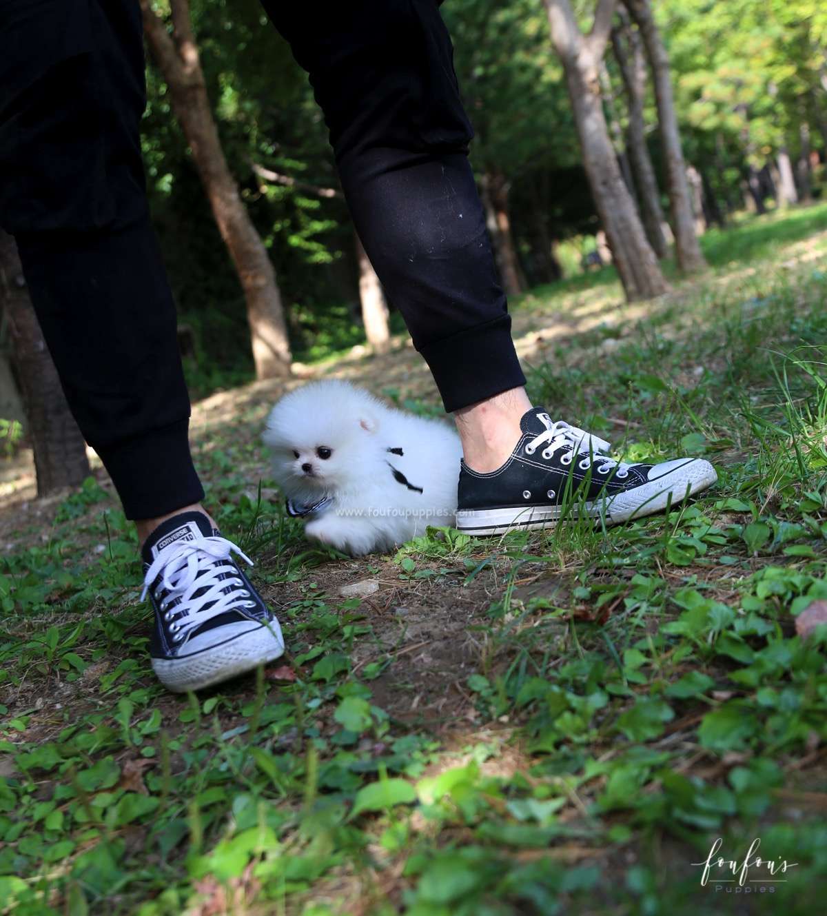 Joy - Pomeranian M.