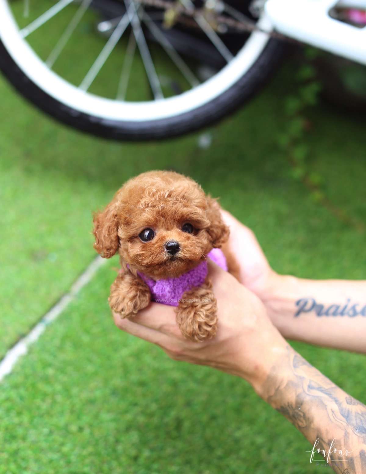 Richie - Poodle M.