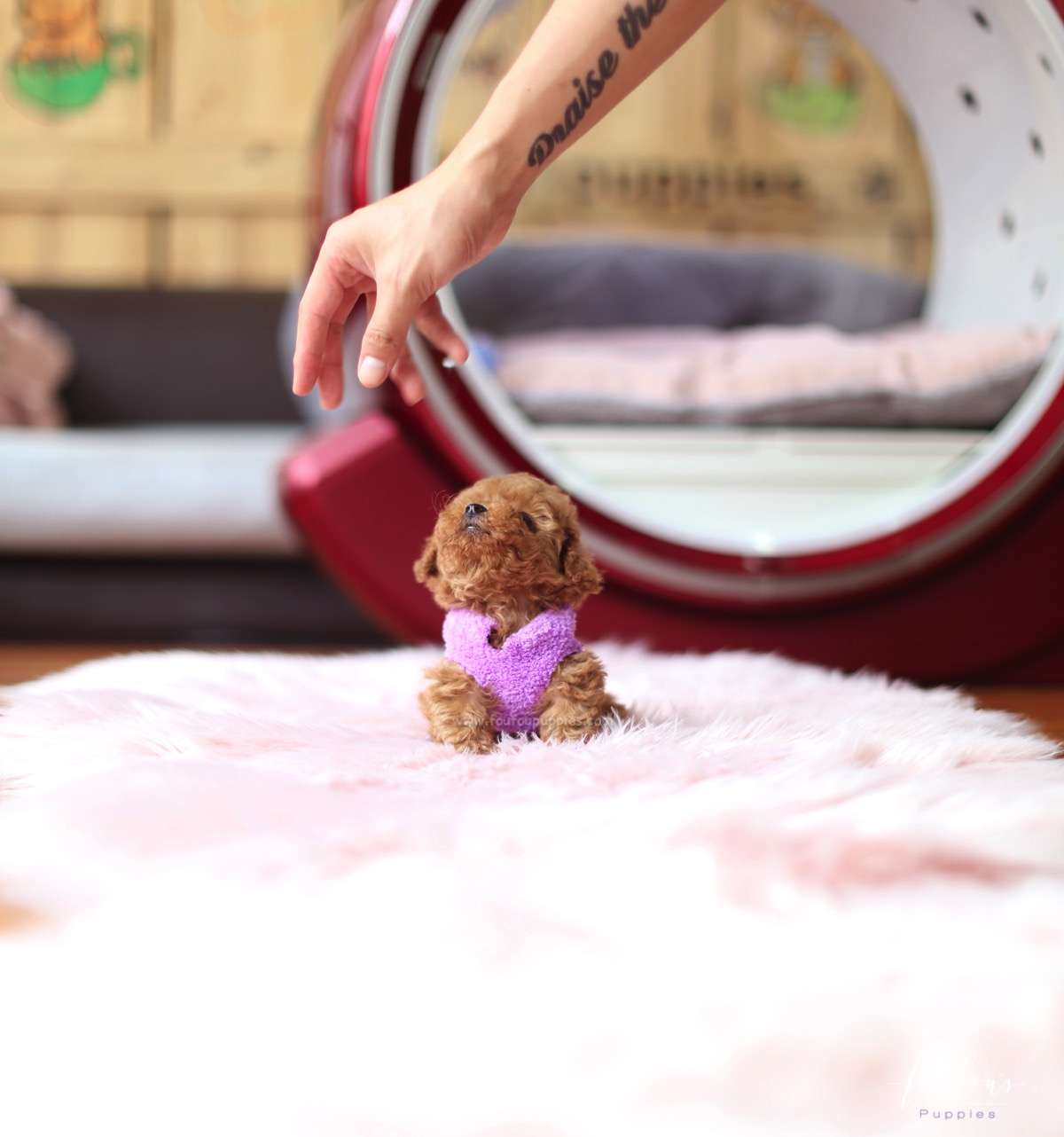 Richie - Poodle M.