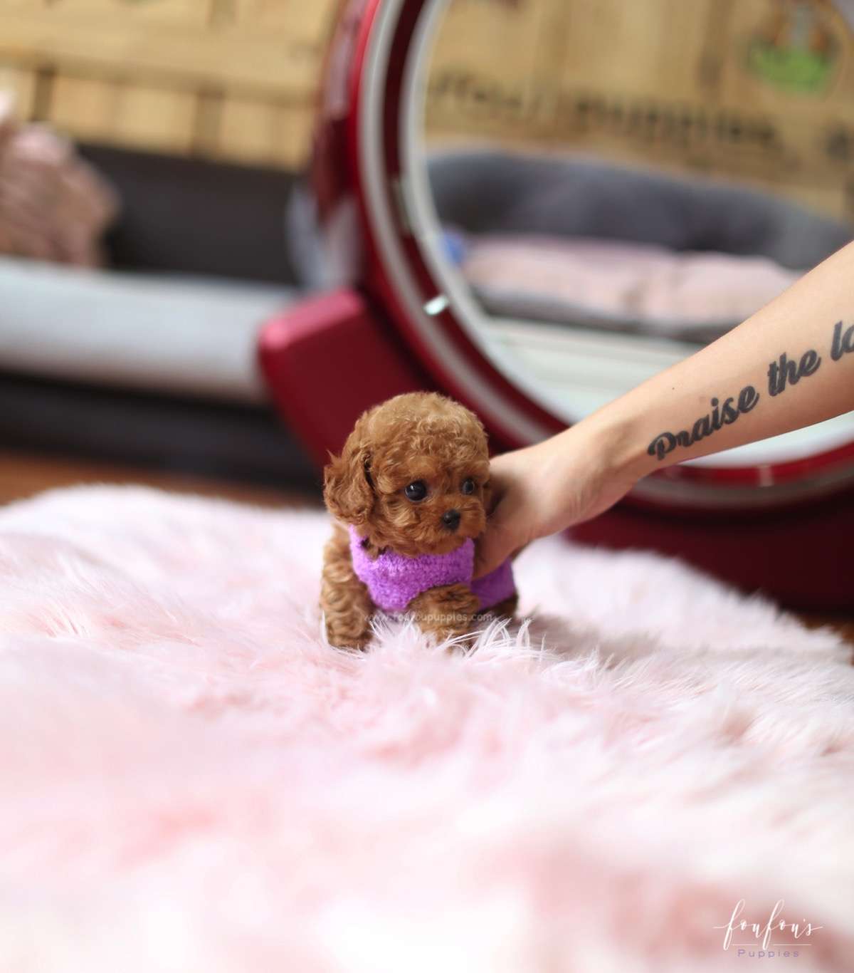 Richie - Poodle M.