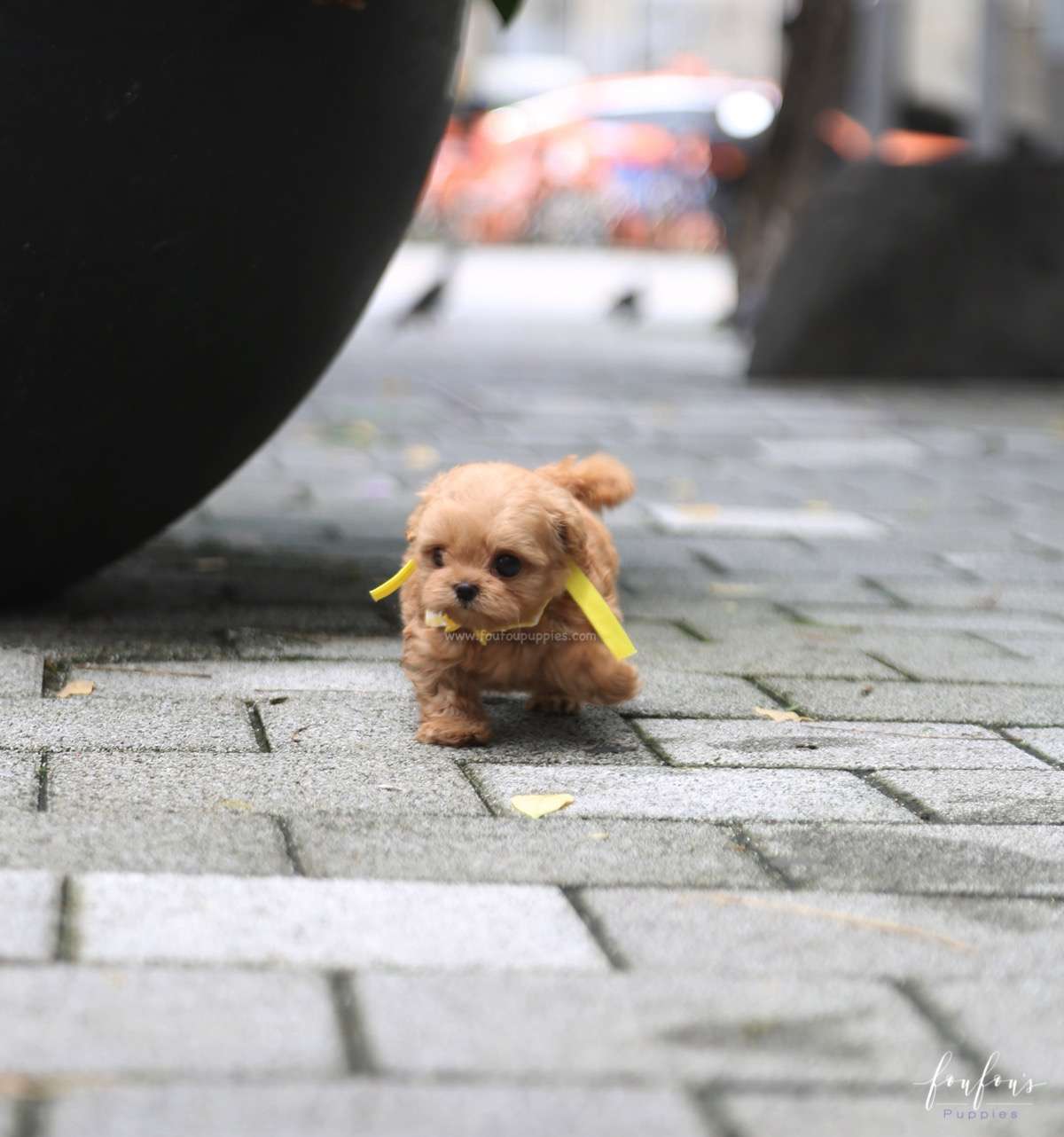 Misyiu - Maltipoo M.