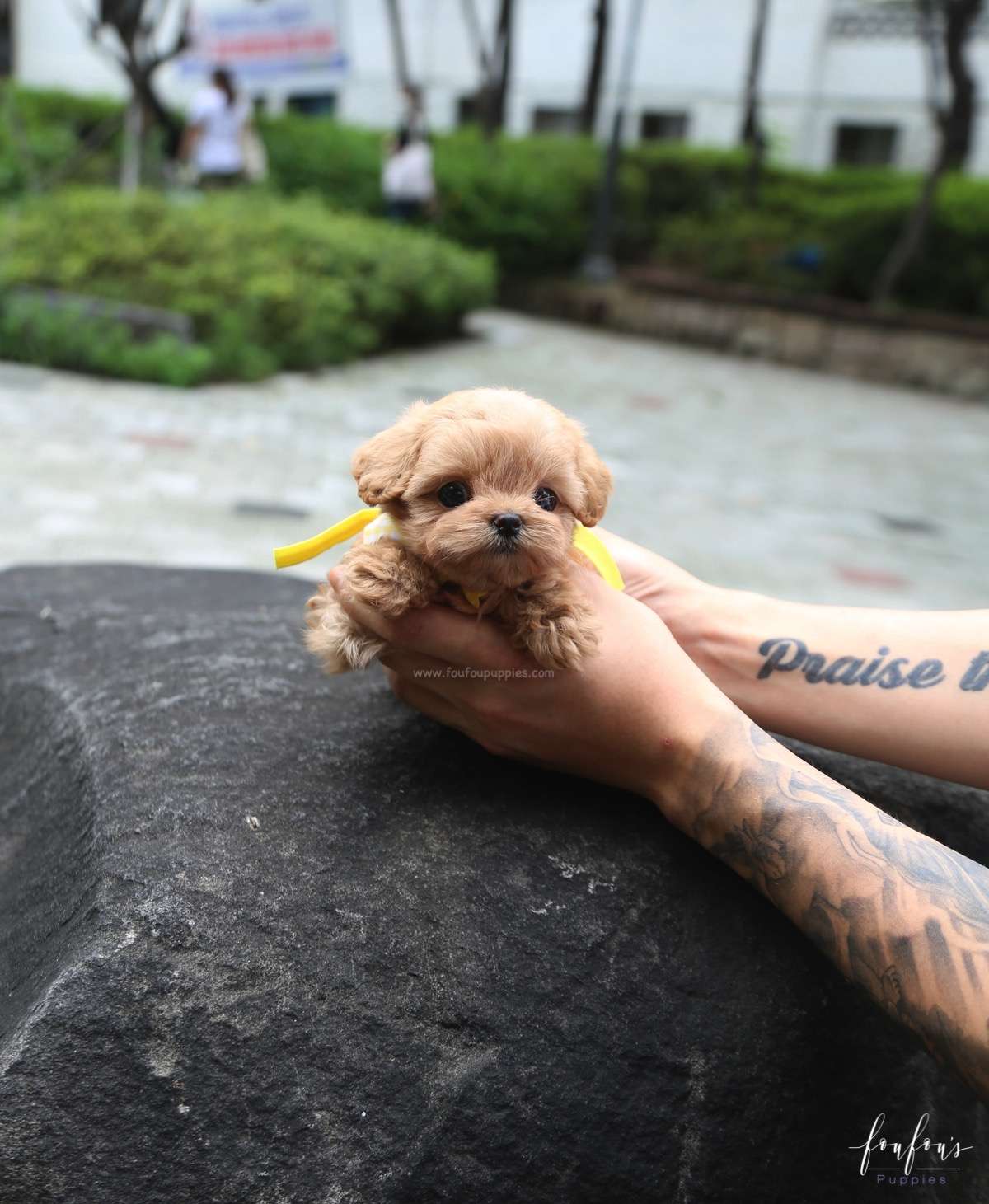 Misyiu - Maltipoo M.