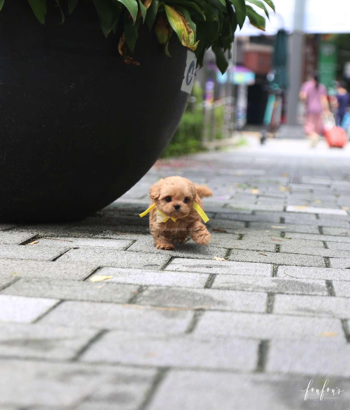 Misyiu - Maltipoo M.