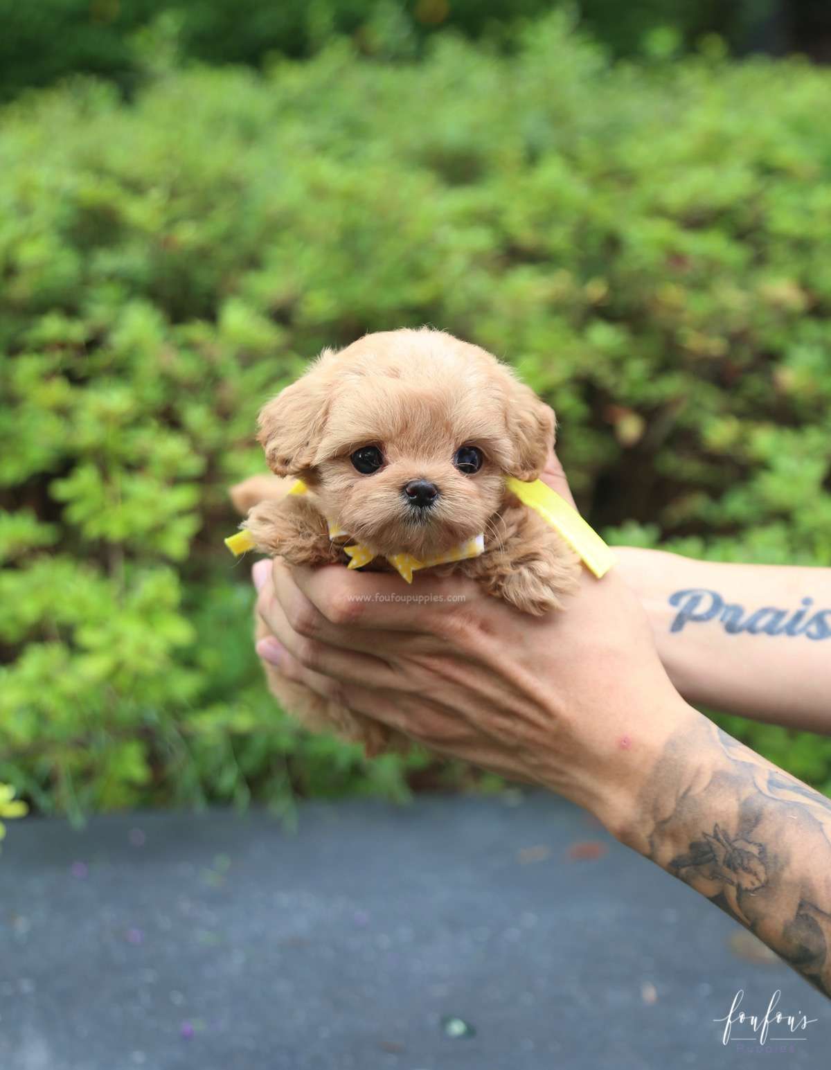 Misyiu - Maltipoo M.