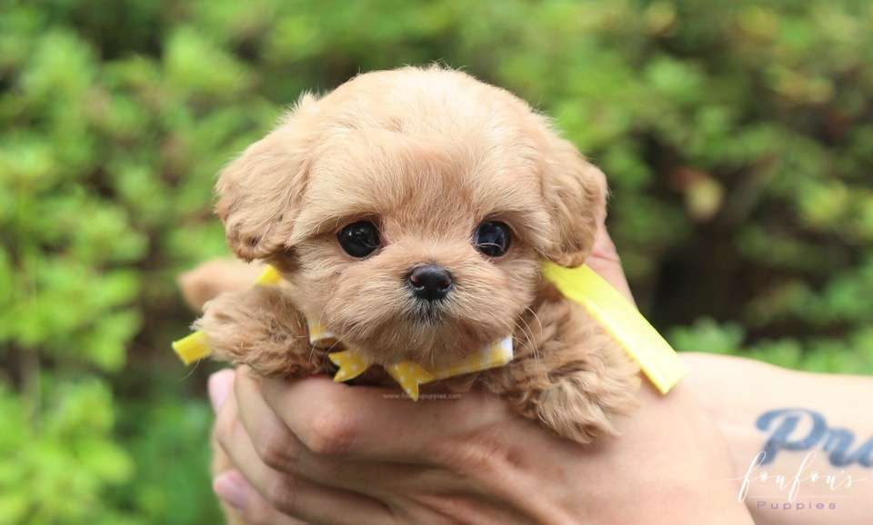 Misyiu - Maltipoo M.
