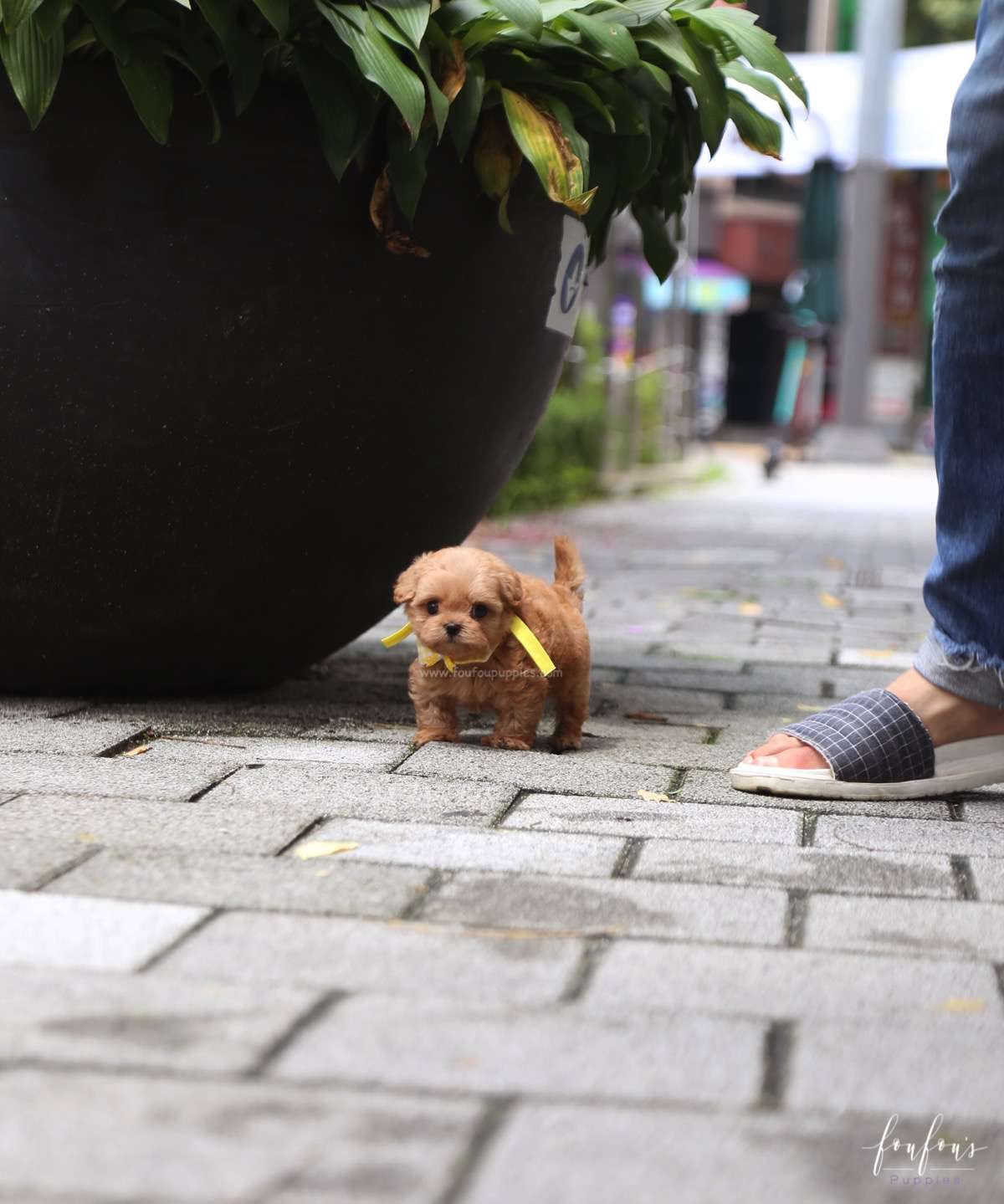 Misyiu - Maltipoo M.