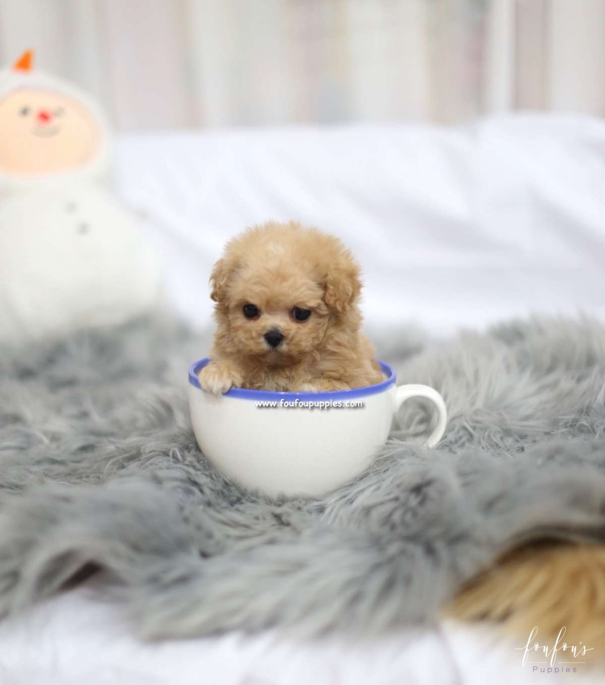 Zoe - Maltipoo F.