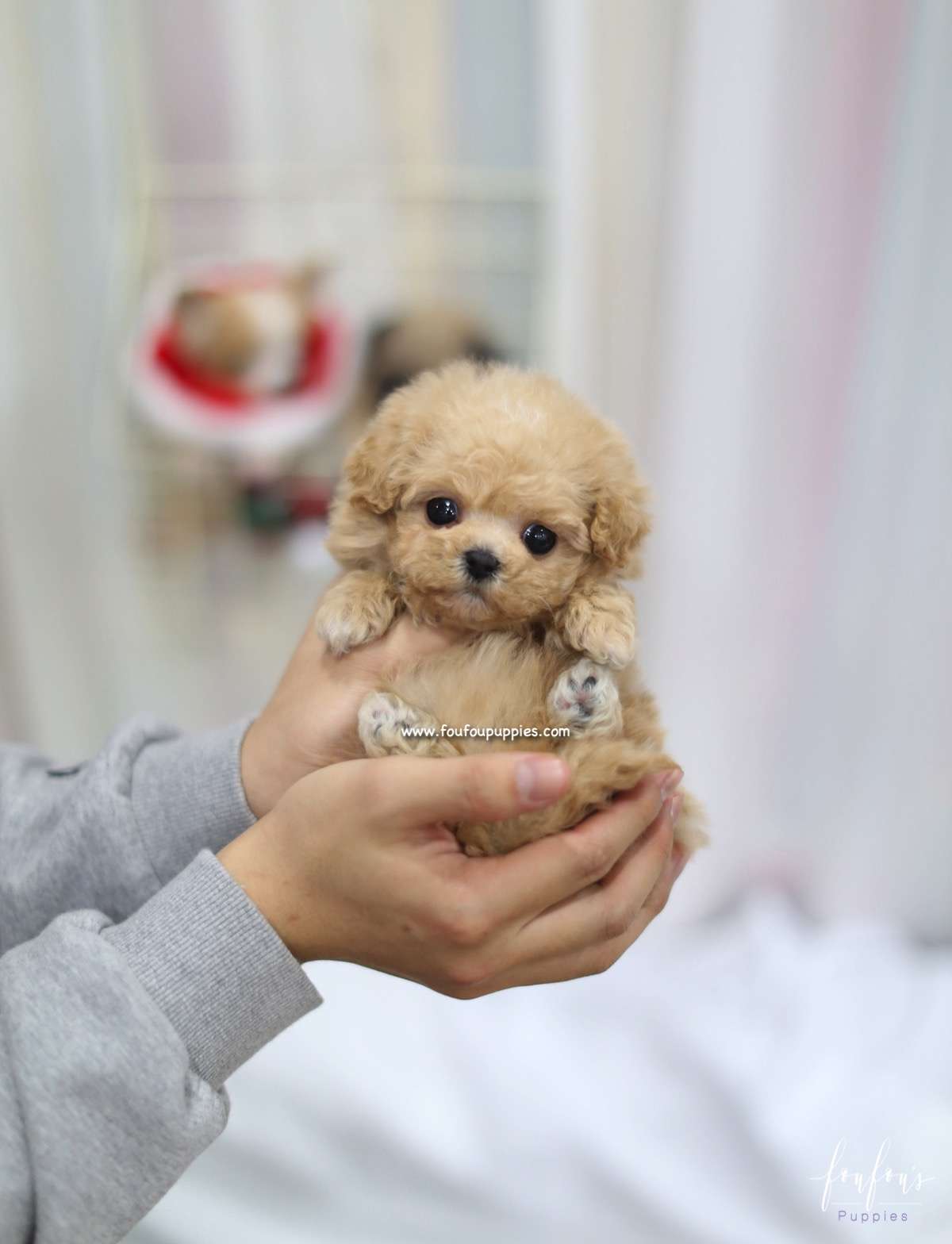 Zoe - Maltipoo F.