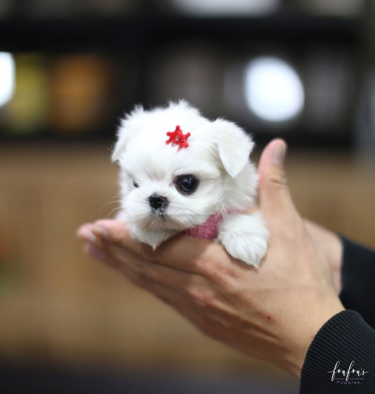 Tinkerbelle - Maltese F.