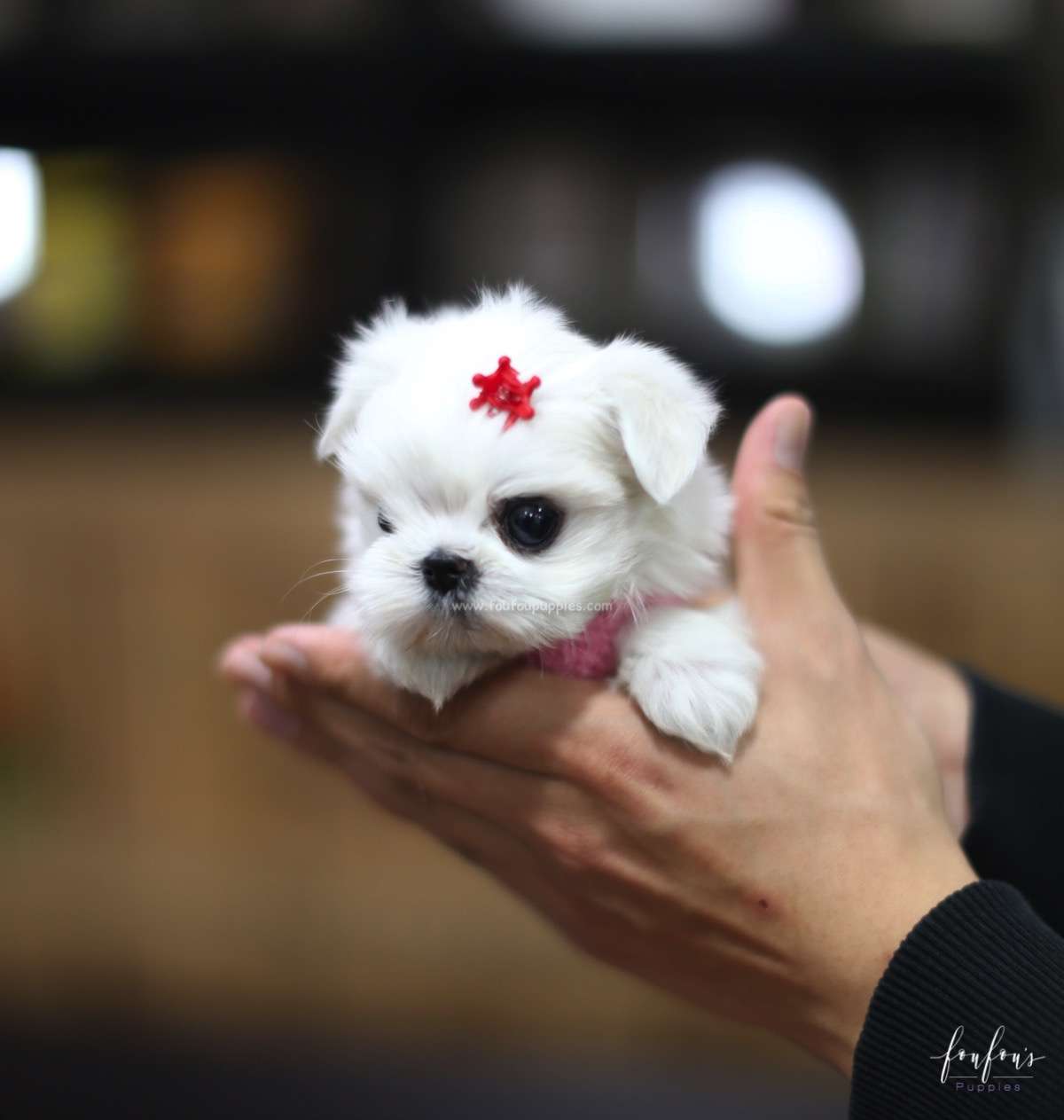 Tinkerbelle - Maltese F.
