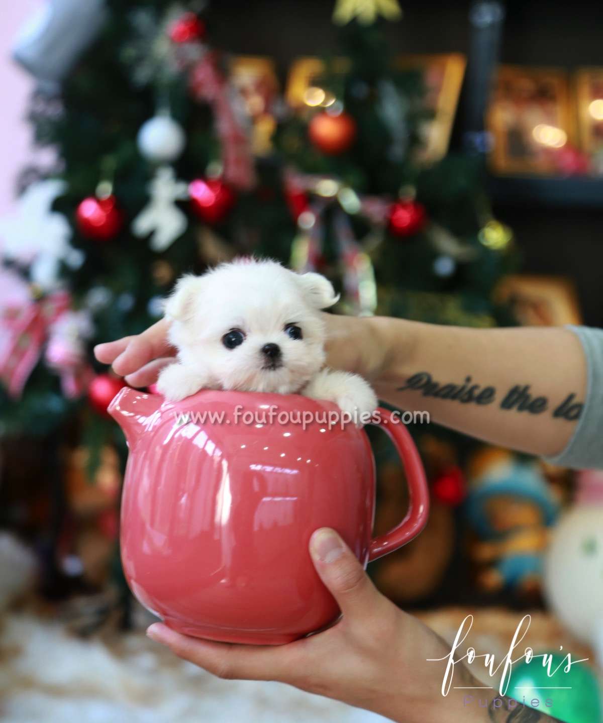 Maltese