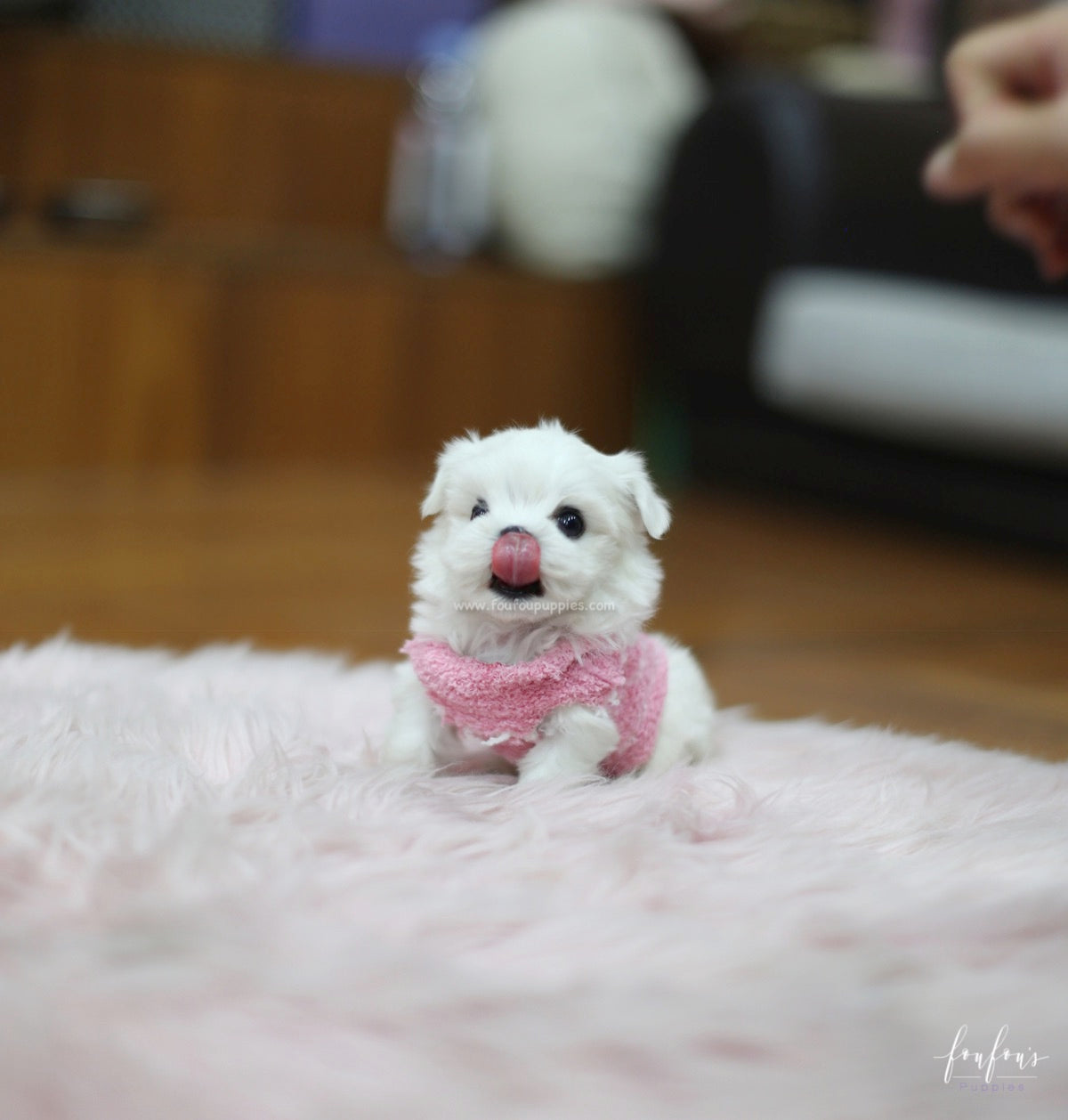 Tinkerbelle - Maltese F.