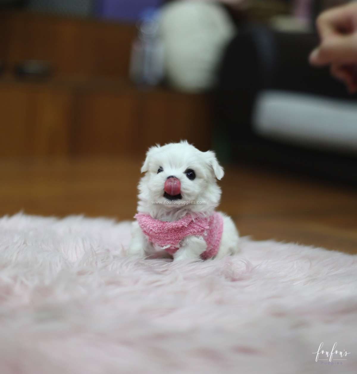 Tinkerbelle - Maltese F.