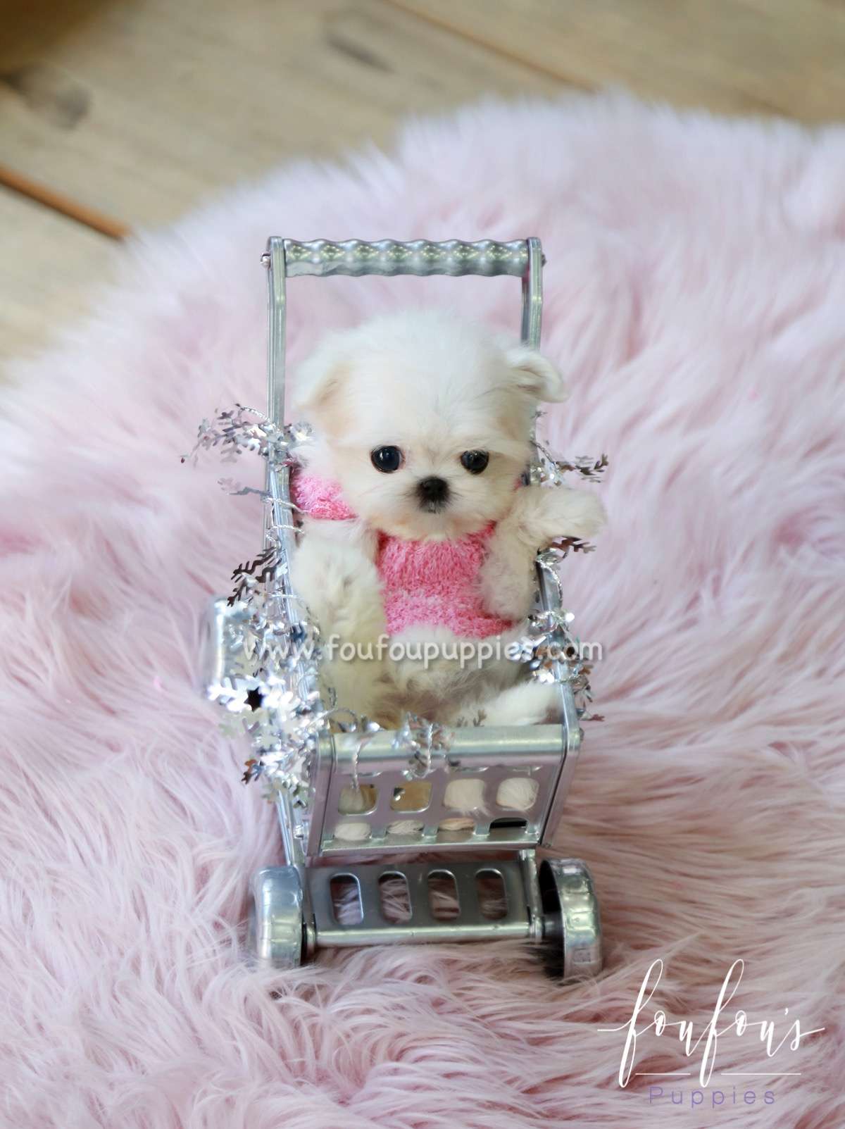 Tiffany - Maltese F.