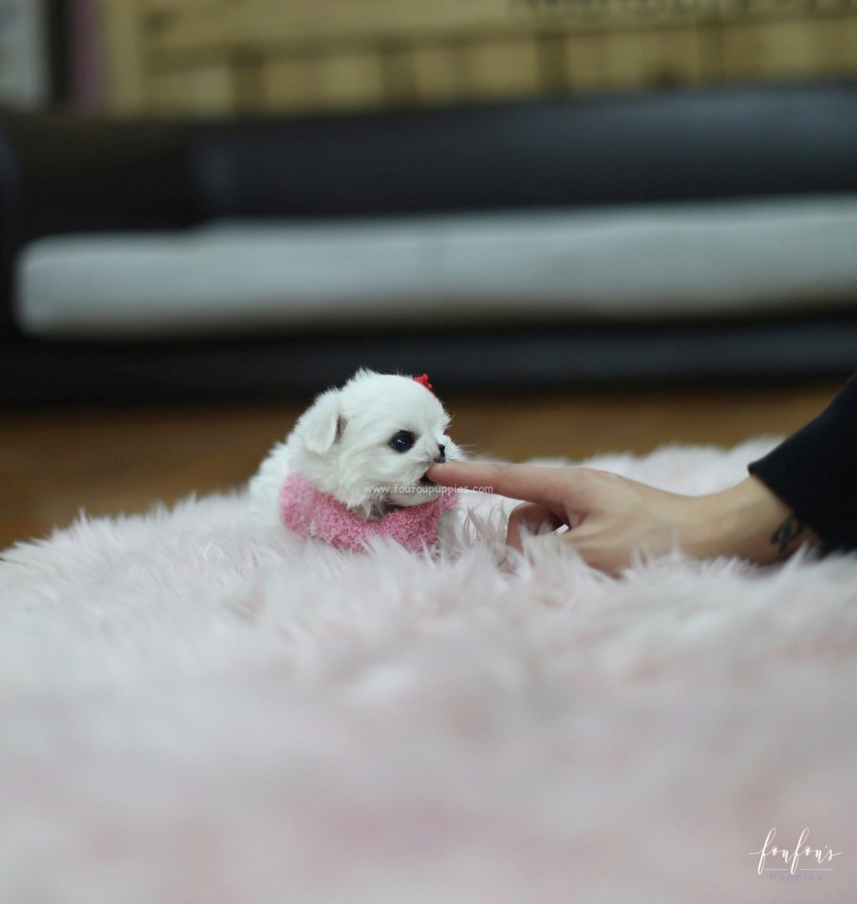 Tinkerbelle - Maltese F.