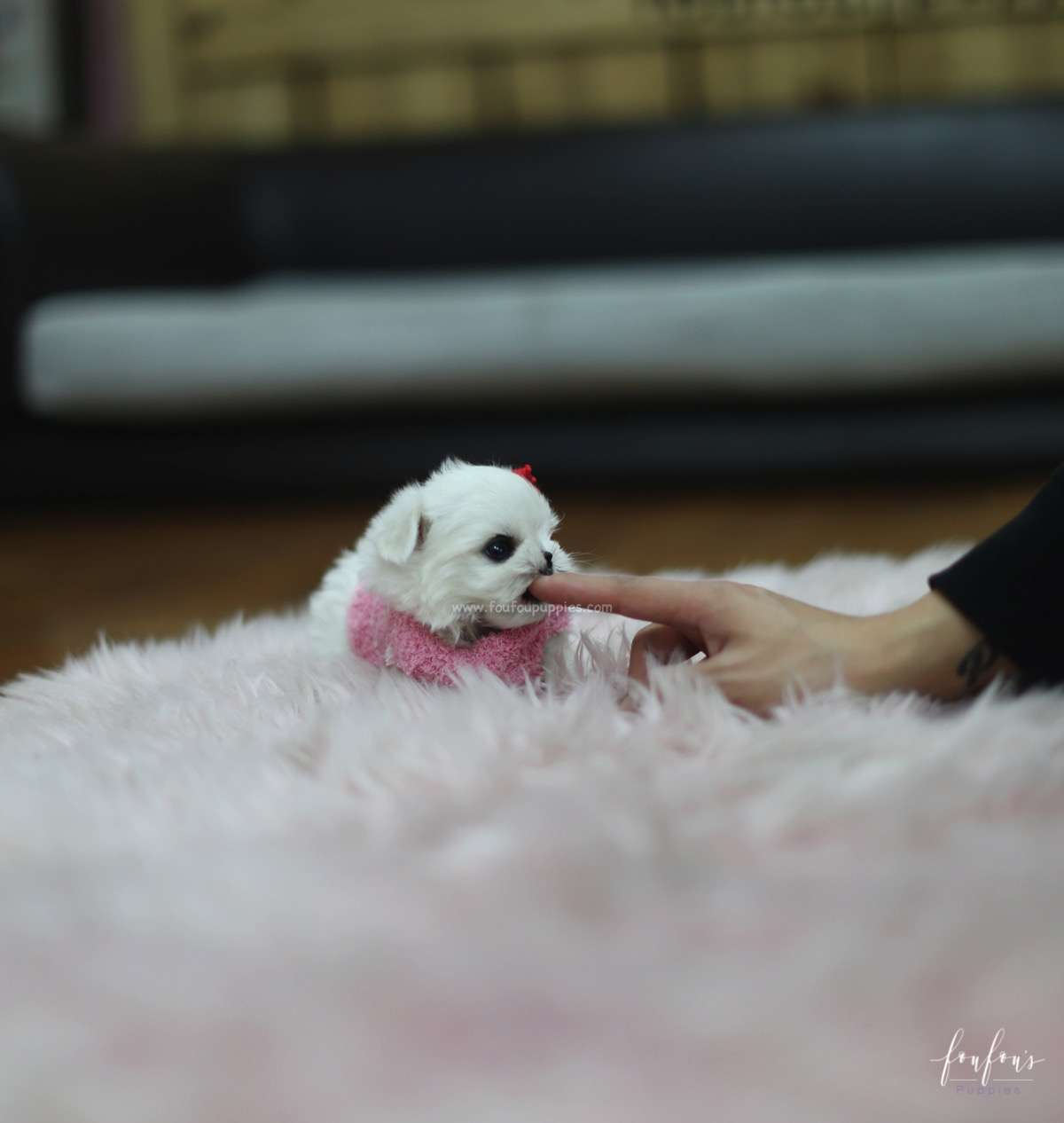 Tinkerbelle - Maltese F.