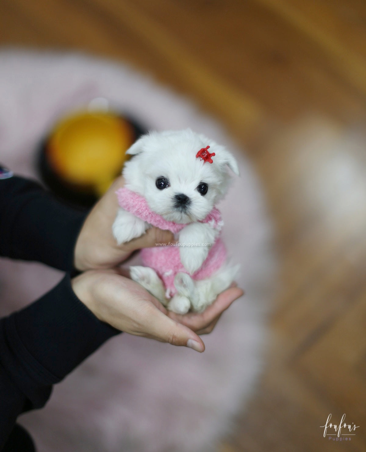 Tinkerbelle - Maltese F.