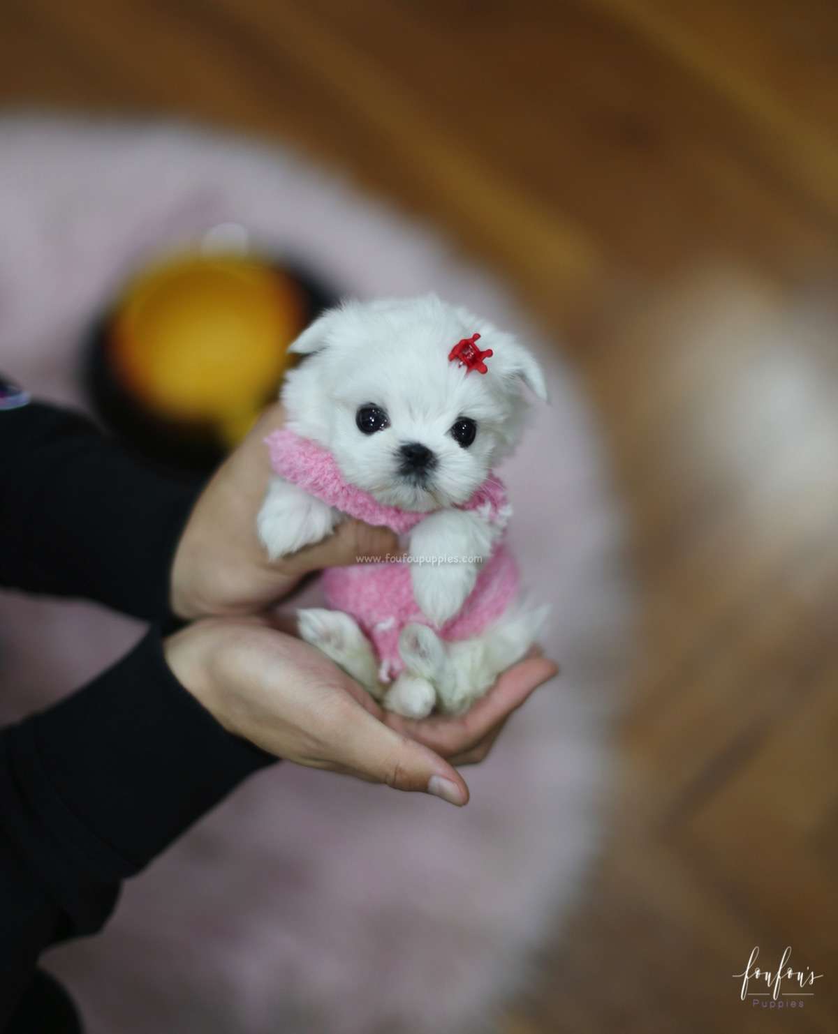 Tinkerbelle - Maltese F.