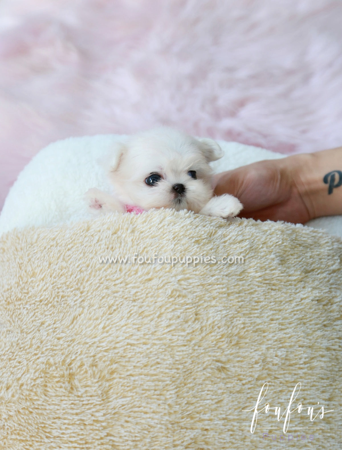 Tiffany - Maltese F.